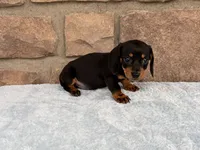 Bess, a female Miniature Dachshund for sale in Fredericksburg, OH – 4 of 4