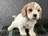 Barb, a female Cavachon for sale in Fredericksburg, OH – 3 of 4