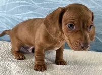 Bo, a male Miniature Dachshund for sale in Fredericksburg, OH – 4 of 4