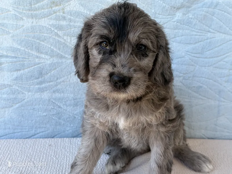 Rose – Miniature Labradoodle puppy for sale in Fredericksburg, OH