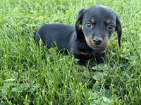 Justin, a male Miniature Dachshund for sale in Fredericksburg, OH – 3 of 5