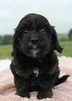 Magic, a female Cavapoo for sale in Fredericksburg, OH – 4 of 5
