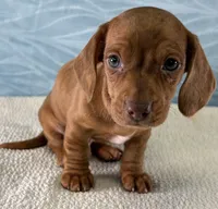 Bo, a male Miniature Dachshund for sale in Fredericksburg, OH – 3 of 4