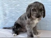 Ranger, a male Miniature Labradoodle for sale in Fredericksburg, OH – 3 of 4