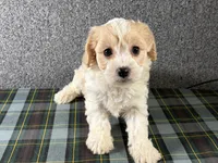 Bonnie, a female Cavachon for sale in Fredericksburg, OH – 2 of 4
