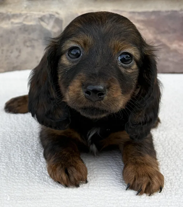 Chloe – Miniature Dachshund puppy for sale in Fredericksburg, OH