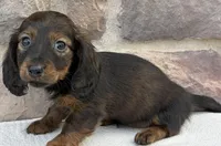 Chloe, a female Miniature Dachshund for sale in Fredericksburg, OH – Photo 3 of 4