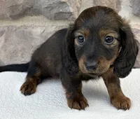 Chloe, a female Miniature Dachshund for sale in Fredericksburg, OH – Photo 2 of 4
