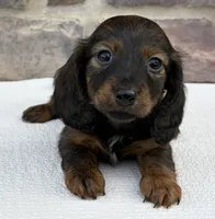 Chloe, a female Miniature Dachshund for sale in Fredericksburg, OH – Photo 4 of 4