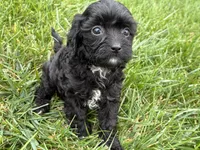 Mia, a male Cavapoo for sale in Fredericksburg, OH – 1 of 5
