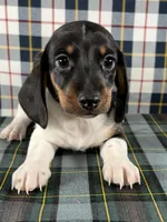 Justin, a male Miniature Dachshund for sale in Fredericksburg, OH – Photo 2 of 5