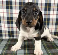 Justin, a male Miniature Dachshund for sale in Fredericksburg, OH – Photo 1 of 5
