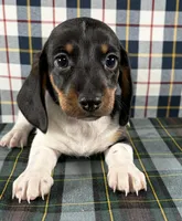 Justin, a male Miniature Dachshund for sale in Fredericksburg, OH – Photo 3 of 5