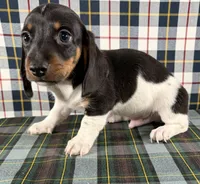 Justin, a male Miniature Dachshund for sale in Fredericksburg, OH – Photo 4 of 5