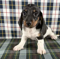 Justin, a male Miniature Dachshund for sale in Fredericksburg, OH – Photo 5 of 5