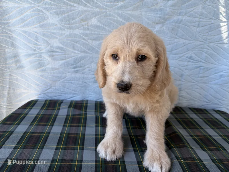 Resa – Miniature Labradoodle puppy for sale in Fredericksburg, OH