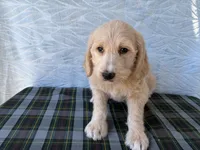 Resa, a female Miniature Labradoodle for sale in Fredericksburg, OH – 1 of 4