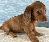 Brittany, a female Miniature Dachshund for sale in Fredericksburg, OH – 3 of 4