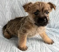 Dorsey, a male Cairn Terrier for sale in Fredericksburg, OH – Photo 2 of 4