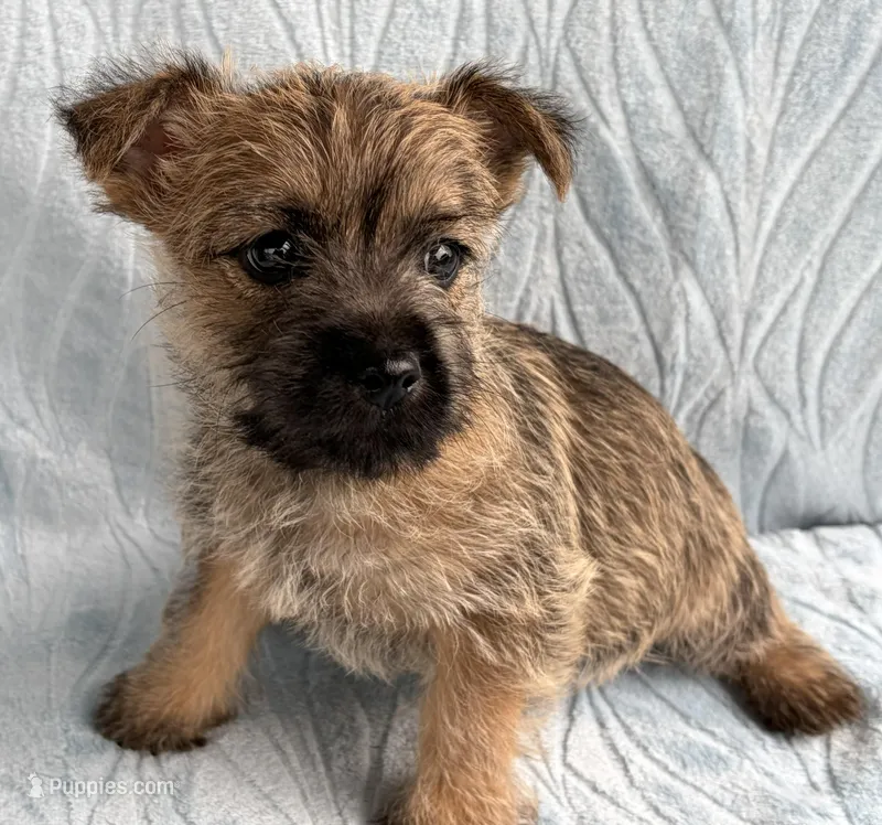 Dorsey – Cairn Terrier puppy for sale in Fredericksburg, OH
