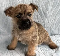 Dorsey, a male Cairn Terrier for sale in Fredericksburg, OH – Photo 3 of 4
