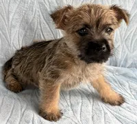 Dorsey, a male Cairn Terrier for sale in Fredericksburg, OH – Photo 4 of 4