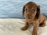 Brittany, a female Miniature Dachshund for sale in Fredericksburg, OH – 4 of 4