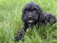 Max, a male Cavapoo for sale in Fredericksburg, OH – 3 of 5