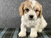 Barb, a female Cavachon for sale in Fredericksburg, OH – 4 of 4