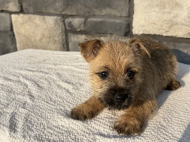 Donny – Cairn Terrier puppy for sale in Fredericksburg, OH