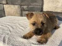 Donny, a male Cairn Terrier for sale in Fredericksburg, OH – 1 of 4