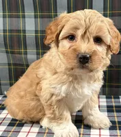 Darren, a male Havapoo for sale in Fredericksburg, OH – Photo 2 of 3