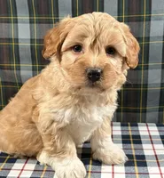 Darren, a male Havapoo for sale in Fredericksburg, OH – Photo 3 of 3