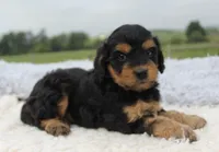 Toby, a male Cavapoo for sale in Fredericksburg, OH – 3 of 5