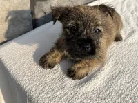 Debra, a female Cairn Terrier for sale in Fredericksburg, OH – 2 of 4
