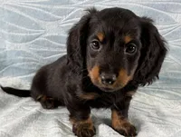Kyle, a male Miniature Dachshund for sale in Fredericksburg, OH – Photo 4 of 4