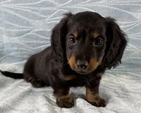 Kyle, a male Miniature Dachshund for sale in Fredericksburg, OH – Photo 2 of 4