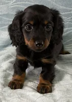 Kyle, a male Miniature Dachshund for sale in Fredericksburg, OH – Photo 3 of 4