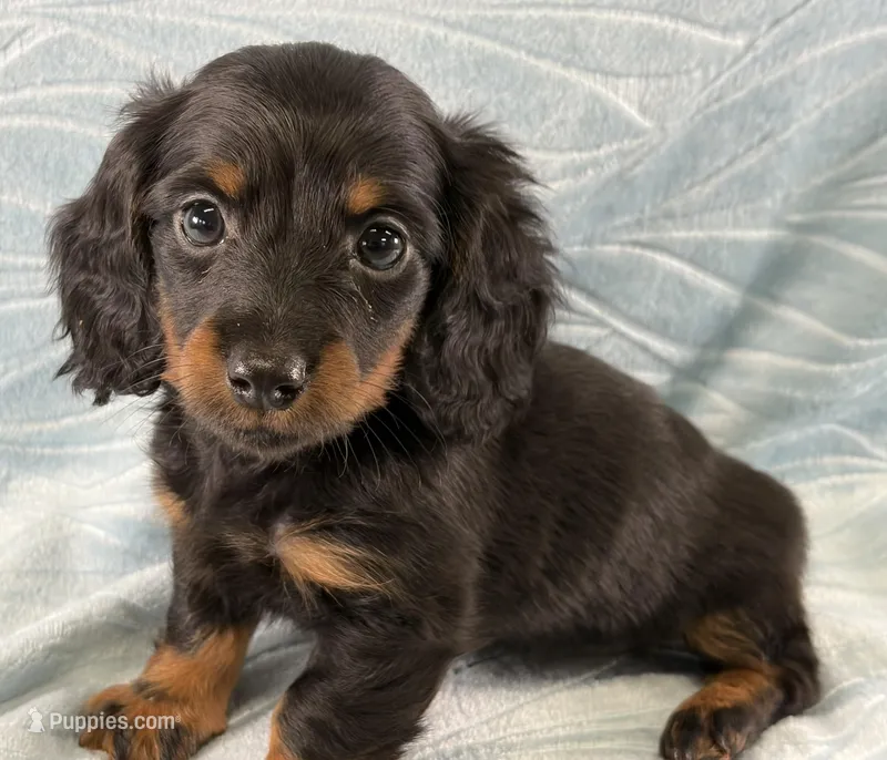 Kyle – Miniature Dachshund puppy for sale in Fredericksburg, OH