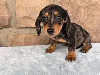 Bailey, a female Miniature Dachshund for sale in Fredericksburg, OH – 2 of 4