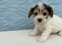Rhonda, a female Havapoo for sale in Fredericksburg, OH – 3 of 4