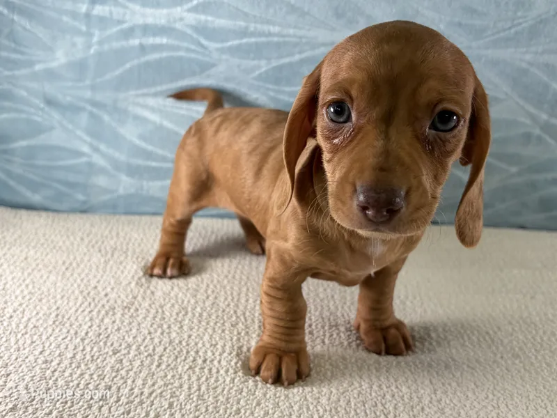 Bailey – Miniature Dachshund puppy for sale in Fredericksburg, OH