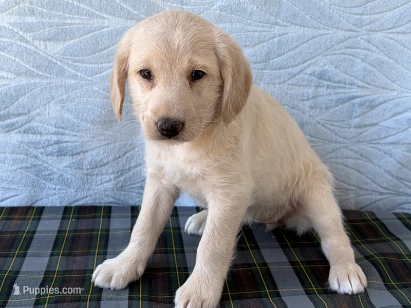 Rita – Miniature Labradoodle puppy for sale in Fredericksburg, OH