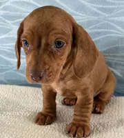Bo, a male Miniature Dachshund for sale in Fredericksburg, OH – 2 of 4