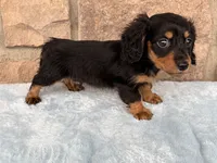 Bruce, a male Miniature Dachshund for sale in Fredericksburg, OH – 3 of 4