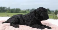 Melissa, a female Cavapoo for sale in Fredericksburg, OH – 3 of 4