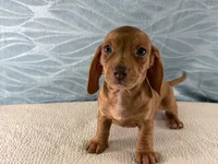 Bailey, a female Miniature Dachshund for sale in Fredericksburg, OH – 3 of 4