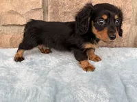 Bruce, a male Miniature Dachshund for sale in Fredericksburg, OH – 2 of 4