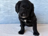 Rover, a male Miniature Labradoodle for sale in Fredericksburg, OH – 3 of 4