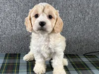 Beth, a female Cavachon for sale in Fredericksburg, OH – 4 of 4